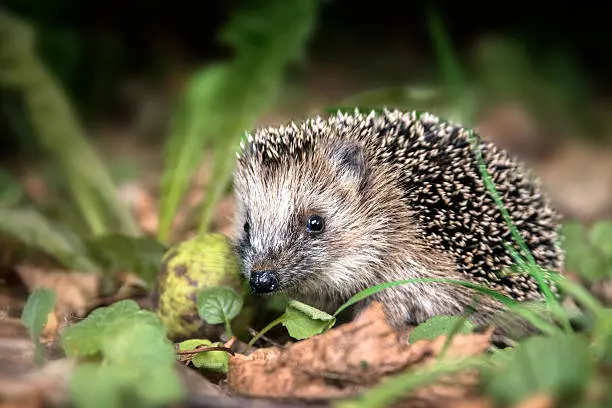 Porcupine in the forest, macro-shot