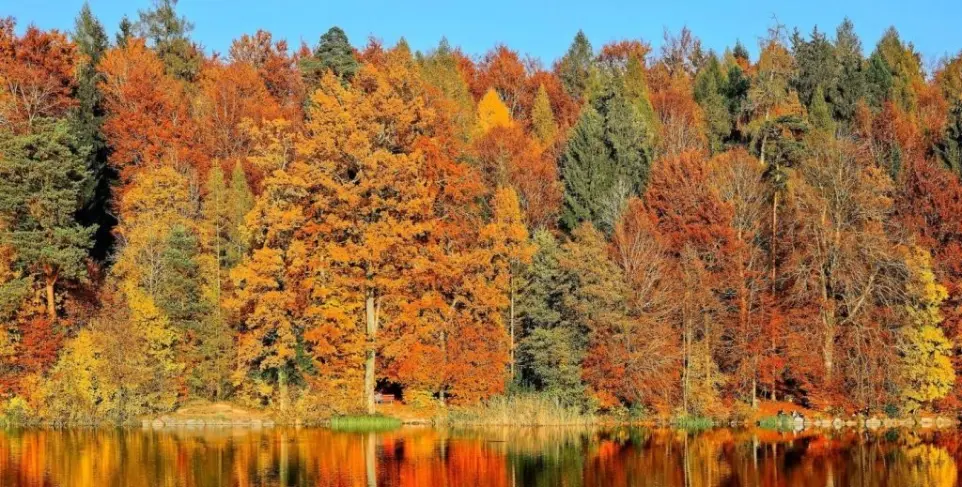 Europe forest in autumn with orange leafs