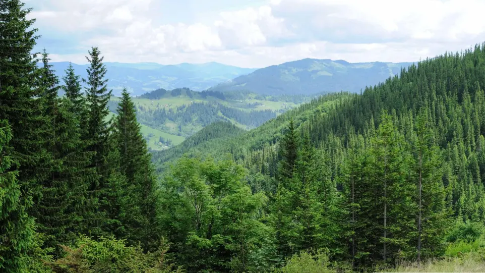 Mountainous European forest