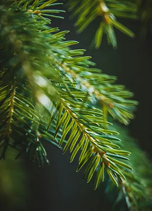 Macro shot of a leaf of a tree